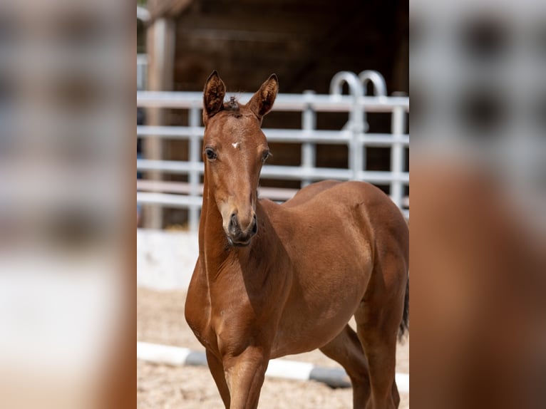 Trakehner Giumenta 4 Anni 165 cm Baio in Günzburg