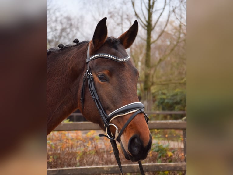 Trakehner Giumenta 4 Anni 165 cm Baio in Ratingen