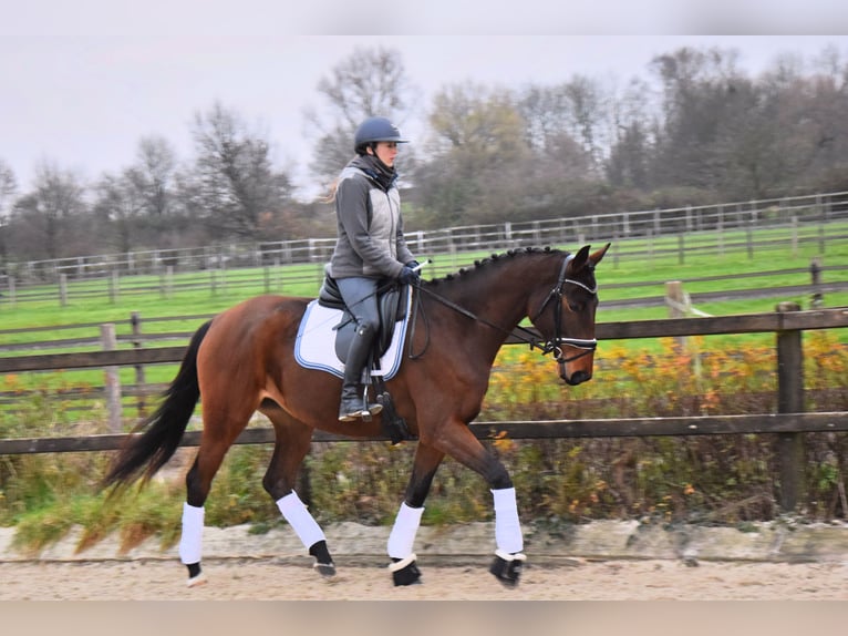 Trakehner Giumenta 4 Anni 165 cm Baio in Ratingen