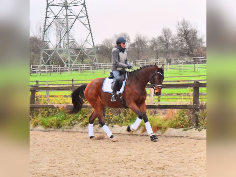 Trakehner Giumenta 4 Anni 165 cm Baio in Ratingen