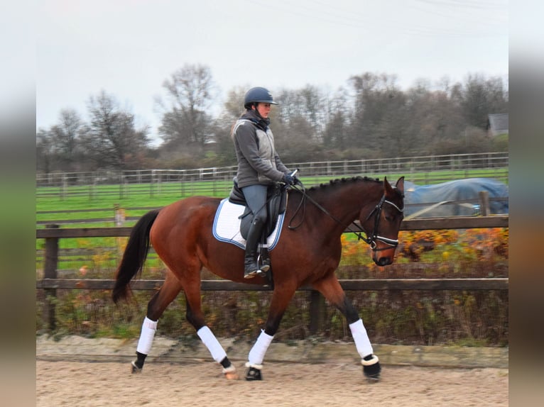 Trakehner Giumenta 4 Anni 165 cm Baio in Ratingen