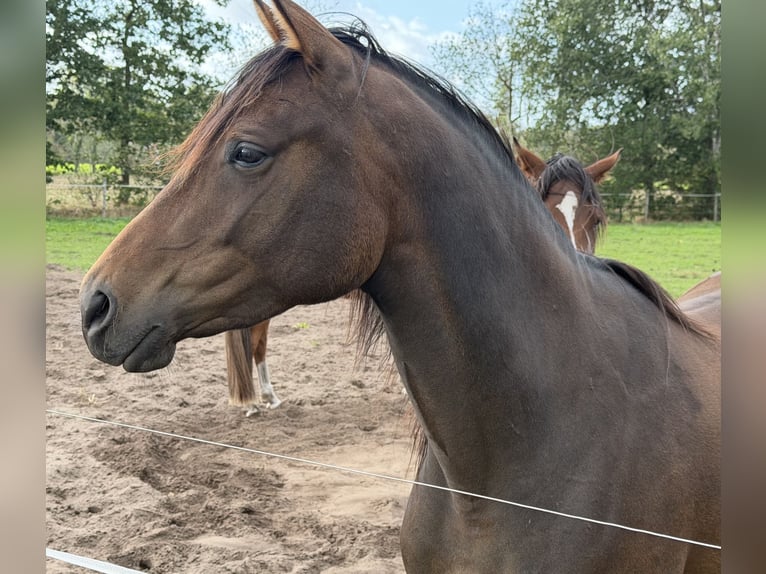 Trakehner Giumenta 4 Anni 165 cm Baio in Ganderkesee