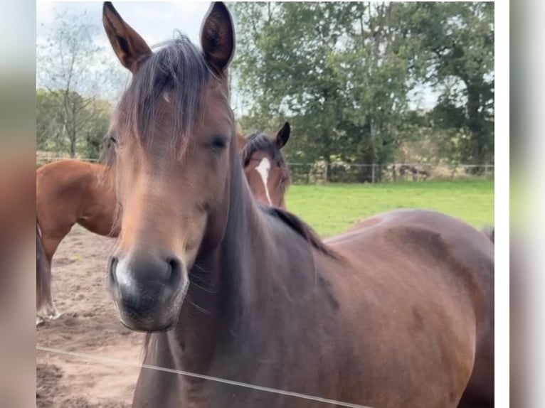 Trakehner Giumenta 4 Anni 165 cm Baio in Ganderkesee