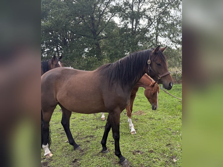 Trakehner Giumenta 4 Anni 165 cm Baio in Ganderkesee
