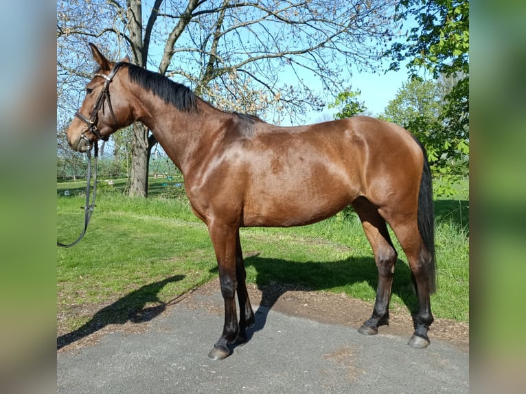 Trakehner Giumenta 4 Anni 165 cm Baio chiaro in Mügeln