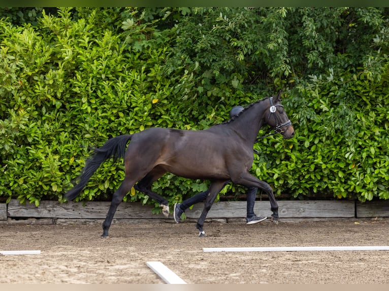 Trakehner Giumenta 4 Anni 165 cm Baio scuro in Suhlendorf