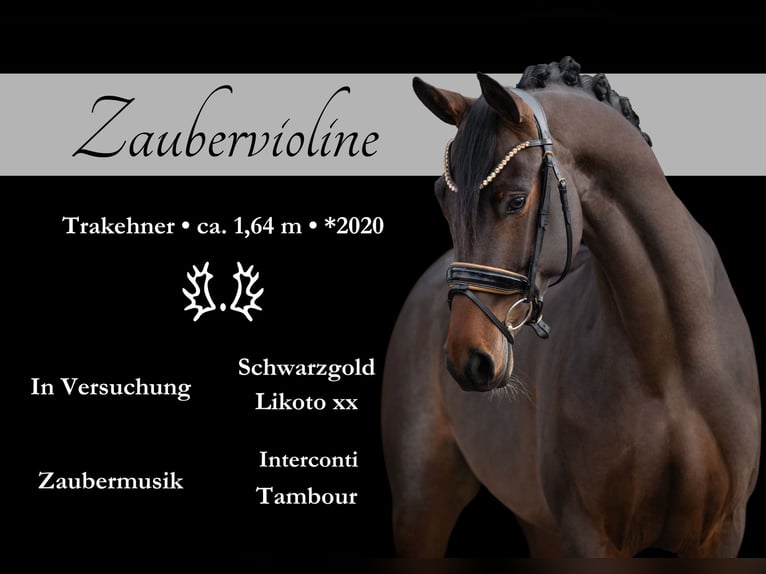 Trakehner Giumenta 4 Anni 165 cm Baio scuro in Wehringen