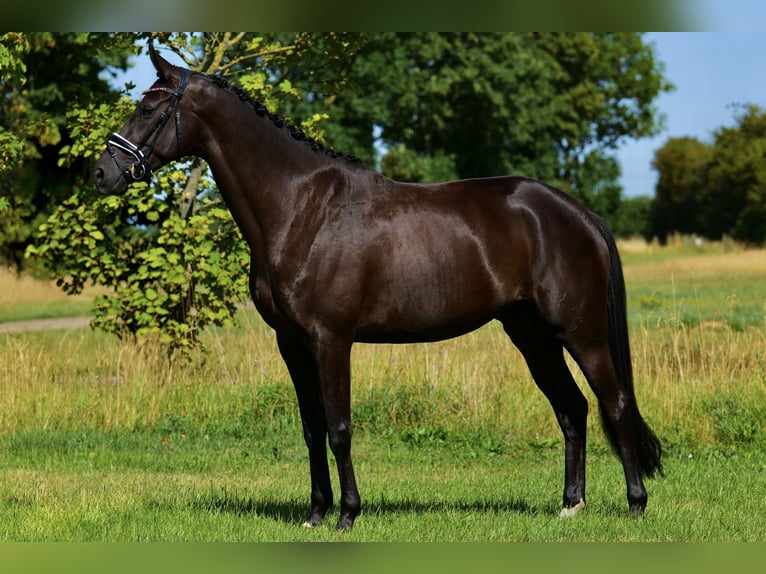 Trakehner Giumenta 4 Anni 165 cm Baio scuro in Vodskov