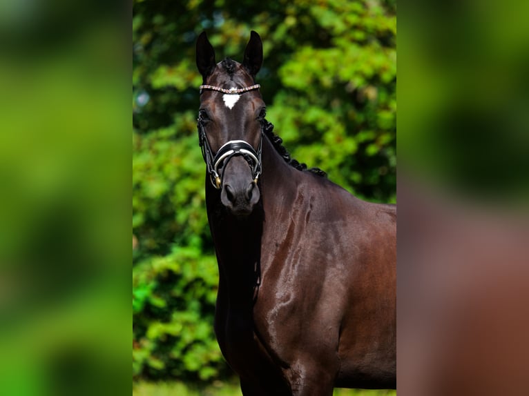 Trakehner Giumenta 4 Anni 165 cm Baio scuro in Vodskov