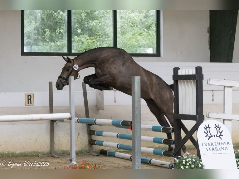 Trakehner Giumenta 4 Anni 165 cm Grigio in Langerwehe