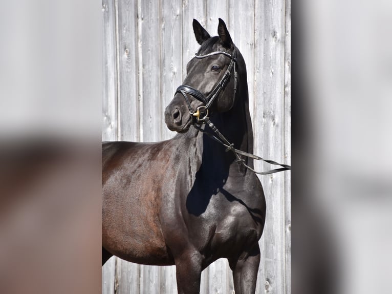 Trakehner Giumenta 4 Anni 165 cm Morello in Wessobrunn
