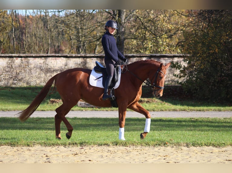 Trakehner Giumenta 4 Anni 165 cm Sauro in Bodenfelde