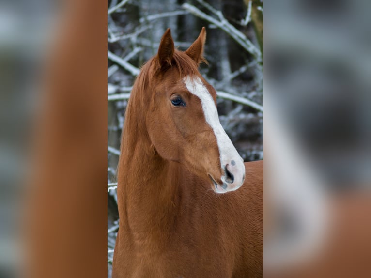 Trakehner Giumenta 4 Anni 165 cm Sauro in Wandlitz