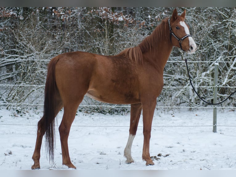 Trakehner Giumenta 4 Anni 165 cm Sauro in Wandlitz