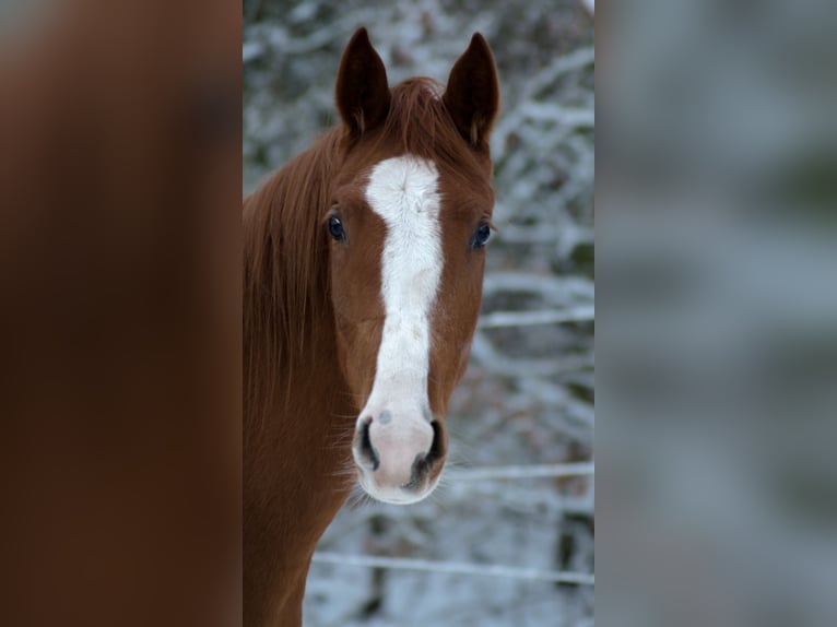 Trakehner Giumenta 4 Anni 165 cm Sauro in Wandlitz