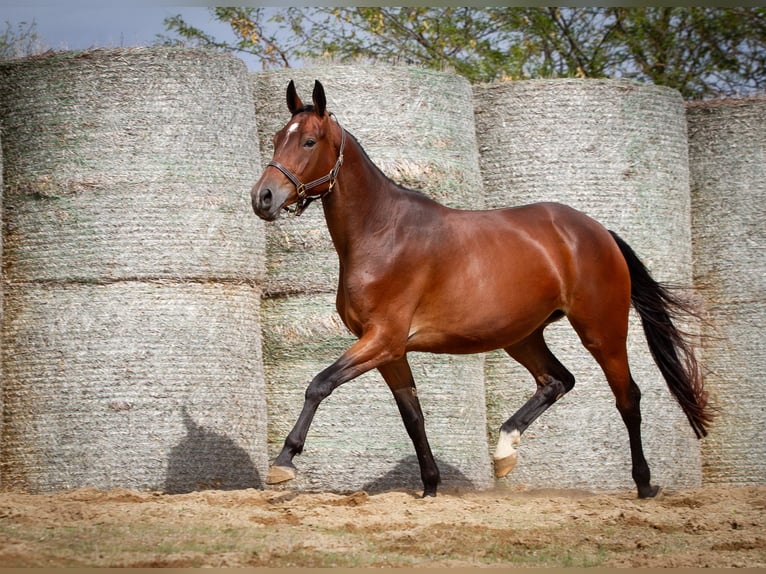 Trakehner Giumenta 4 Anni 166 cm Baio in Aytos