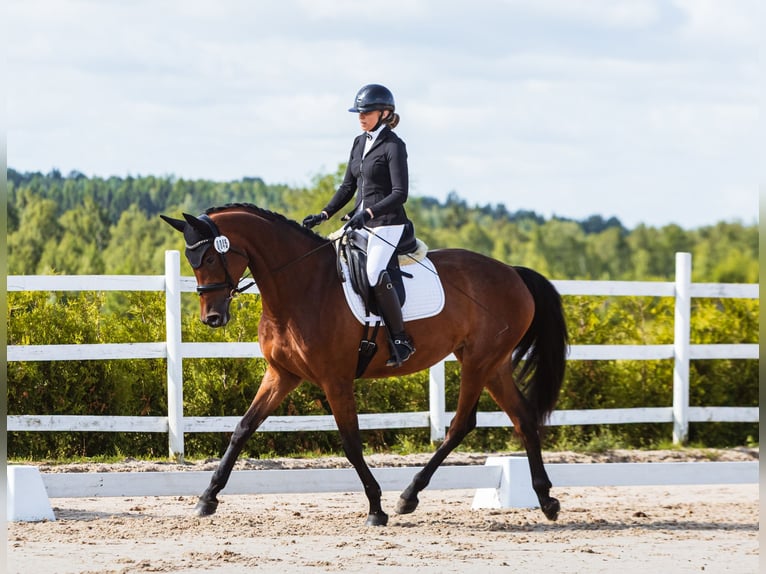Trakehner Giumenta 4 Anni 167 cm Baio ciliegia in Vilnius