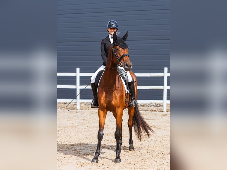 Trakehner Giumenta 4 Anni 167 cm Baio ciliegia in Vilnius