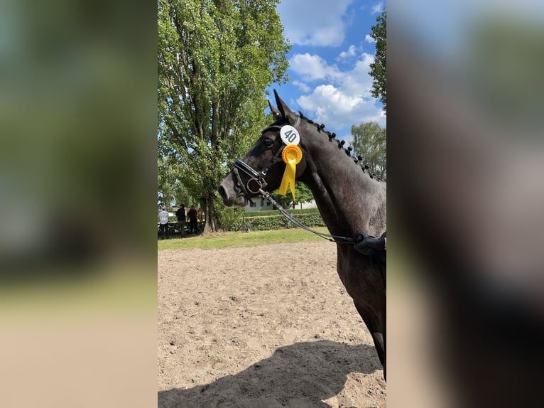 Trakehner Giumenta 4 Anni 167 cm Grigio in Wietzendorf