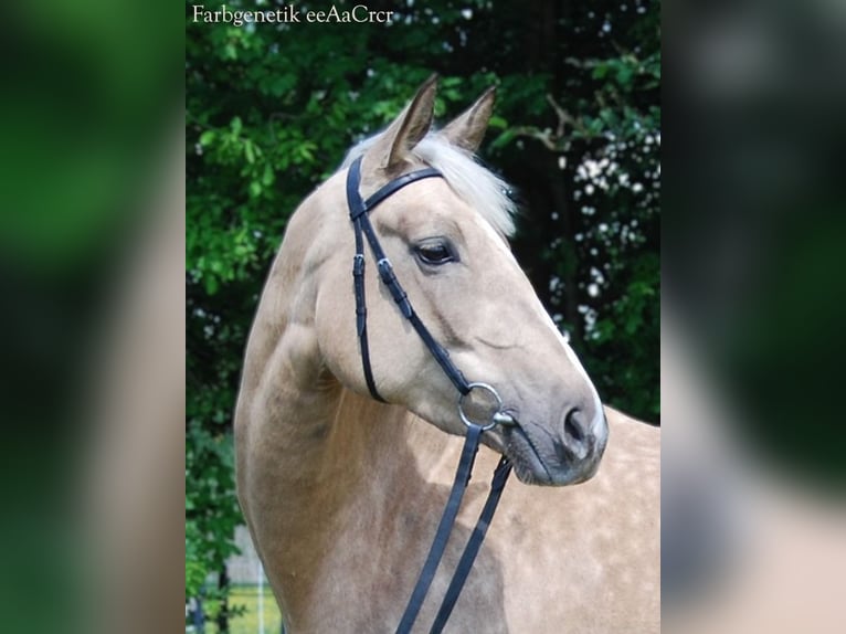 Trakehner Giumenta 4 Anni 167 cm Palomino in Holzkirchen