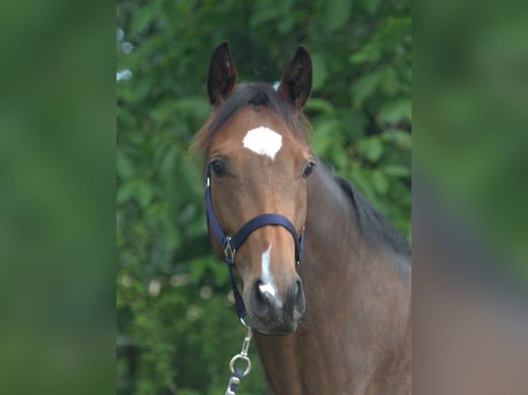 Trakehner Giumenta 4 Anni 168 cm Baio in Walsrode