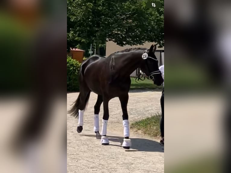 Trakehner Giumenta 4 Anni 168 cm Baio nero in Bernsdorf