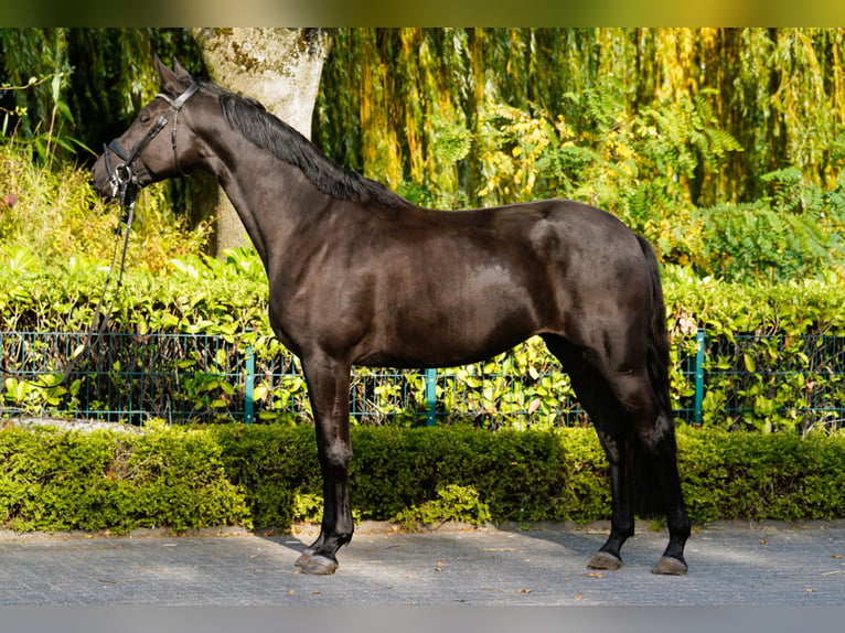 Trakehner Giumenta 4 Anni 168 cm Morello in Coesfeld