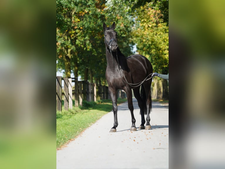 Trakehner Giumenta 4 Anni 168 cm Morello in Coesfeld
