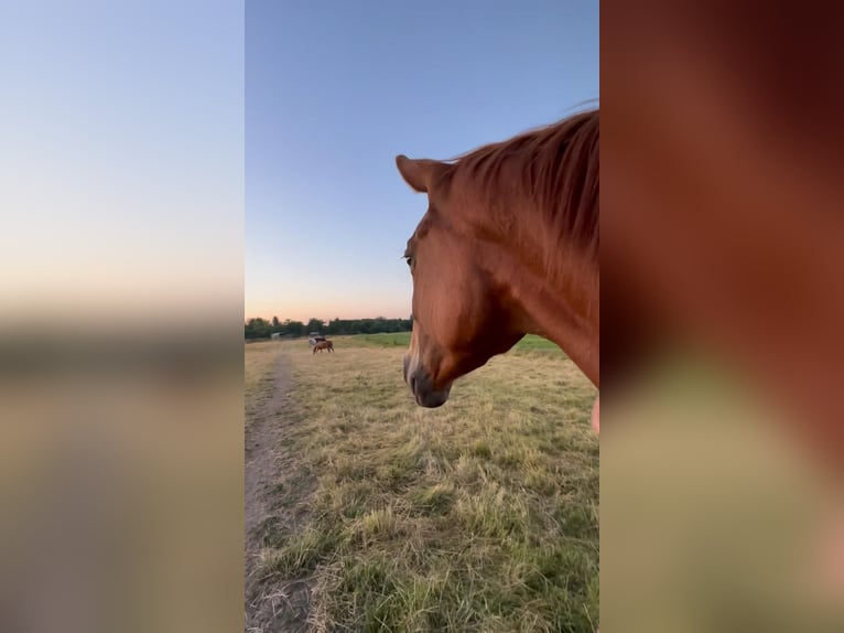 Trakehner Giumenta 4 Anni 168 cm Sauro in Wehringen