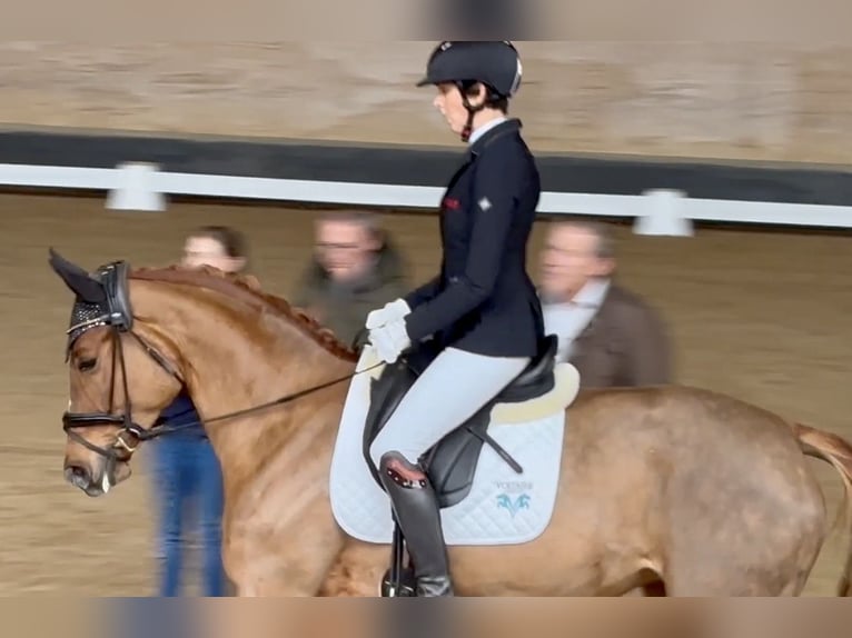 Trakehner Giumenta 4 Anni 168 cm Sauro in Waakirchen