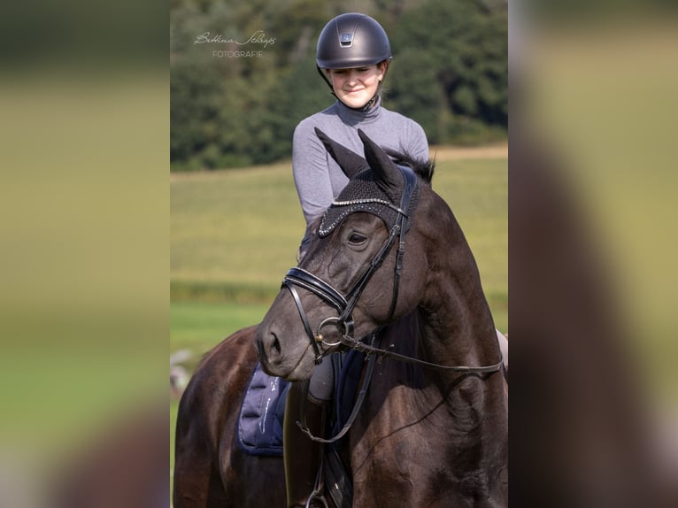 Trakehner Giumenta 4 Anni 169 cm Morello in Bad Wildungen