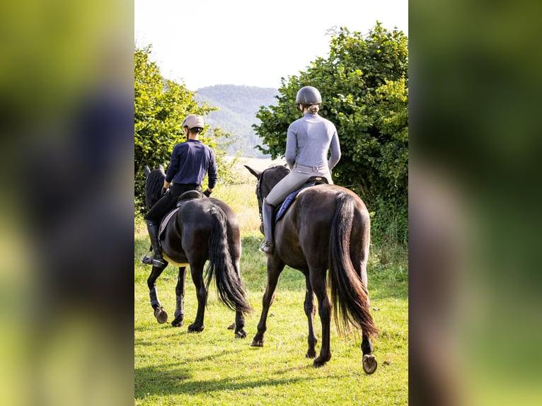 Trakehner Giumenta 4 Anni 169 cm Morello in Bad Wildungen