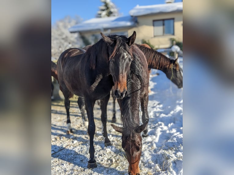 Trakehner Giumenta 4 Anni 170 cm Baio scuro in Nellingen Aichen