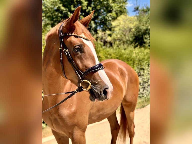 Trakehner Giumenta 4 Anni 171 cm Sauro in Starnberg