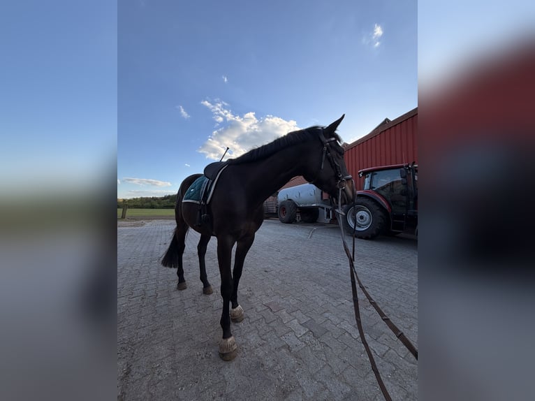 Trakehner Giumenta 4 Anni 173 cm Baio nero in Haren