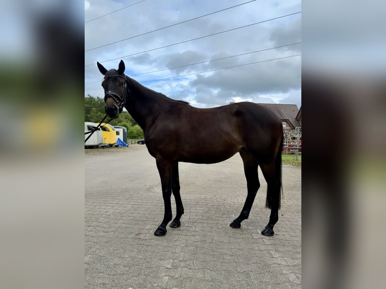 Trakehner Giumenta 4 Anni 173 cm Baio nero in Haren