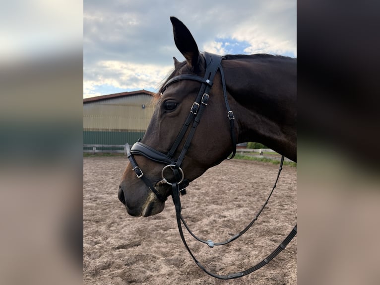 Trakehner Giumenta 4 Anni 173 cm Baio nero in Haren