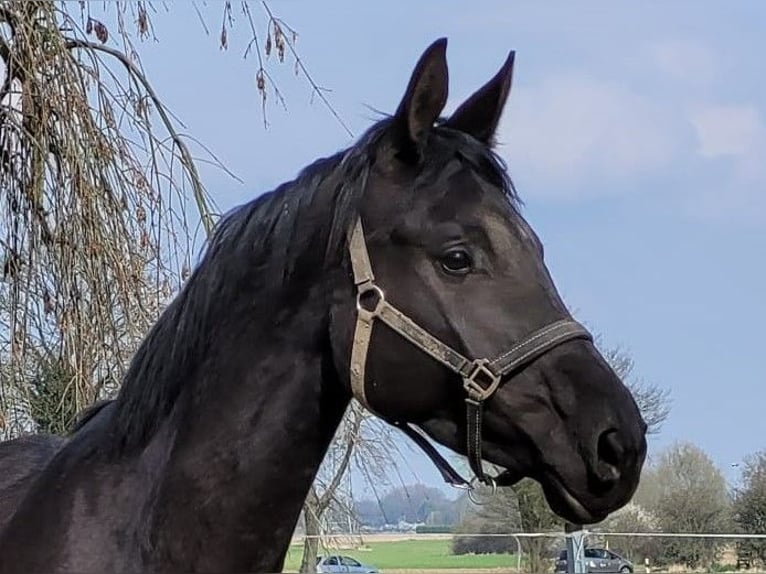 Trakehner Giumenta 4 Anni 174 cm Baio nero in Kleve