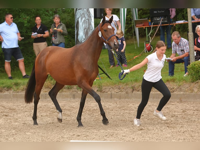 Trakehner Giumenta 4 Anni Baio scuro in Walsrode