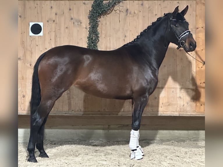 Trakehner Giumenta 5 Anni 160 cm Baio scuro in Riedlingen