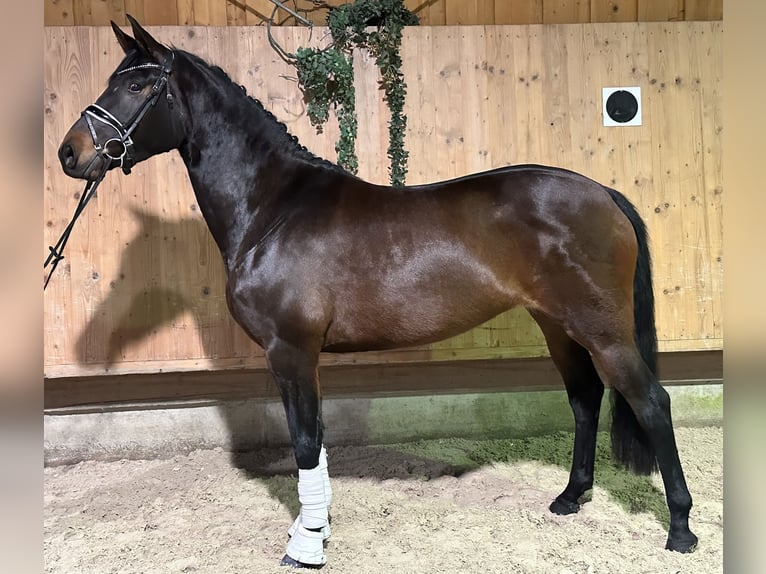 Trakehner Giumenta 5 Anni 160 cm Baio scuro in Riedlingen