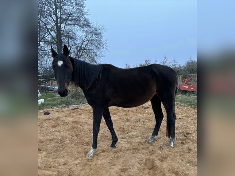 Trakehner Giumenta 5 Anni 160 cm in RotT