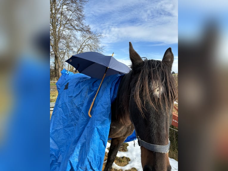 Trakehner Giumenta 5 Anni 160 cm in RotT