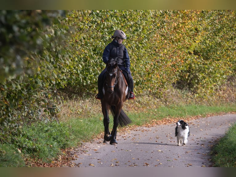 Trakehner Giumenta 5 Anni 163 cm Baio in Bosau