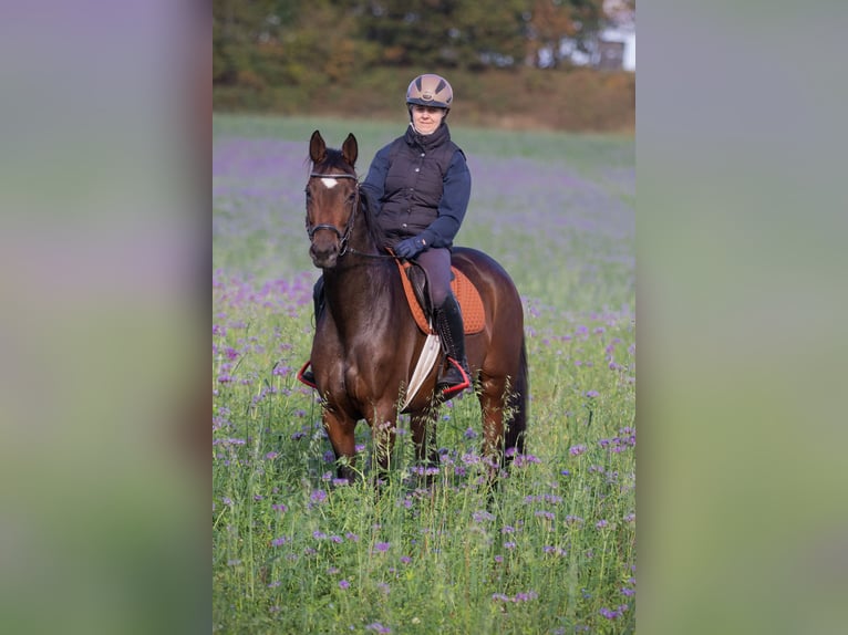 Trakehner Giumenta 5 Anni 163 cm Baio in Bosau
