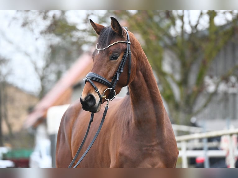 Trakehner Giumenta 5 Anni 163 cm Baio in Günzburg