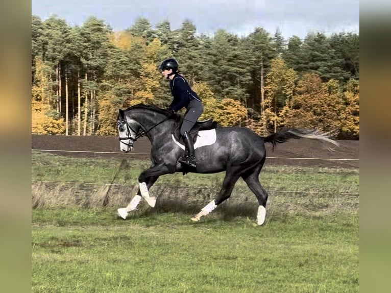 Trakehner Giumenta 5 Anni 163 cm Grigio in Hanstedt