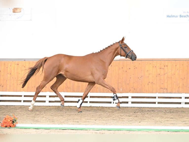 Trakehner Giumenta 5 Anni 163 cm Sauro in Weste