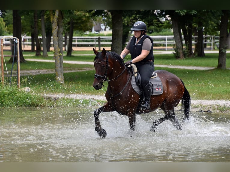 Trakehner Giumenta 5 Anni 164 cm Baio in Lengau