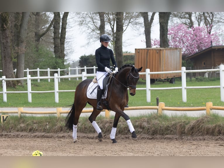Trakehner Giumenta 5 Anni 164 cm Baio in Lentföhrden